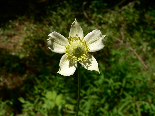 {Anemone virginiana}